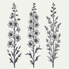 Set of outline herbs, Meadow leaves, doodle floral. Hand drawn wild flowers Botanical drawing. Detailed line art Delphinium illustration. Simple Stylized wildflowers. Black and White Larkspur
