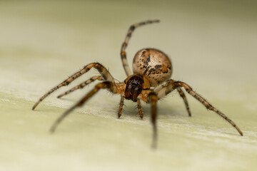 Fototapeta premium Araignée Zygiella x-notata en gros plan sur sa toile, espèce commune des jardins, tisseuse de toiles orbiculaires avec un secteur manquant, photo macro de l’araignée sectorielle