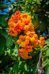 Chicklet orange trumpet bush 2 © Terry Wieckert