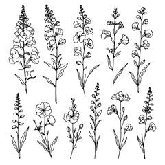 Set of outline herbs, Meadow leaves, doodle floral. Hand drawn wild flowers Botanical drawing. Detailed line art Delphinium illustration. Simple Stylized wildflowers. Black and White Larkspur