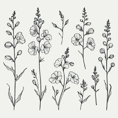 Set of outline herbs, Meadow leaves, doodle floral. Hand drawn wild flowers Botanical drawing. Detailed line art Delphinium illustration. Simple Stylized wildflowers. Black and White Larkspur