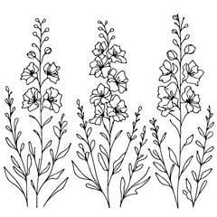 Set of outline herbs, Meadow leaves, doodle floral. Hand drawn wild flowers Botanical drawing. Detailed line art Delphinium illustration. Simple Stylized wildflowers. Black and White Larkspur
