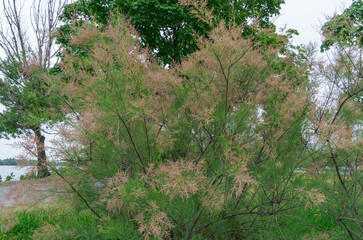 Pink flowers inflorescence of bush tamarisk blooming in natural park. Tamarix chinensis blooms or fivestamen tamarisk. Flowering branches of saltcedar in early summer or late spring. Decorative plant.