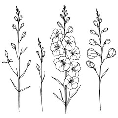 Fototapeta premium Set of outline herbs, Meadow leaves, doodle floral. Hand drawn wild flowers Botanical drawing. Detailed line art Delphinium illustration. Simple Stylized wildflowers. Black and White Larkspur