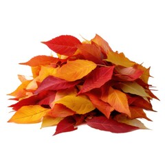 Fototapeta premium Pile of colorful autumn leaves on white background