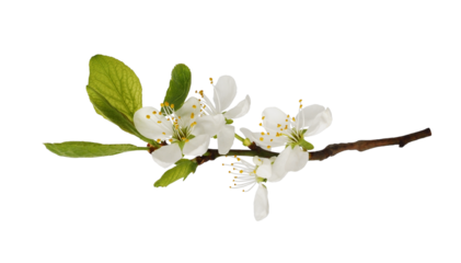 Spring fresh flowers and leaves of prunus tree isolated on white or transparent background.