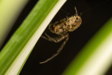 Araignée Zygiella x-notata en gros plan sur sa toile, espèce commune des jardins, tisseuse de toiles orbiculaires avec un secteur manquant, photo macro de l’araignée sectorielle