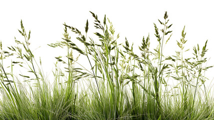 Obraz premium Tall, lush green grass with delicate seed heads, creating a vibrant and natural atmosphere.