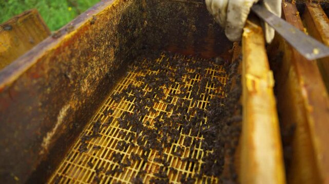 Inspecci&oacute;n ap&iacute;cola en plantaci&oacute;n de abejas con apicultores trabajando en Catalu&ntilde;a