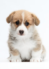 red welsh corgi puppy looks at camera with big eyes