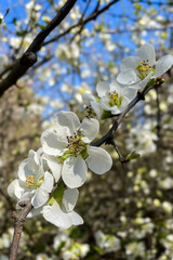 Close up White flowers of Japanese Quince. Floral spring background, selective focus