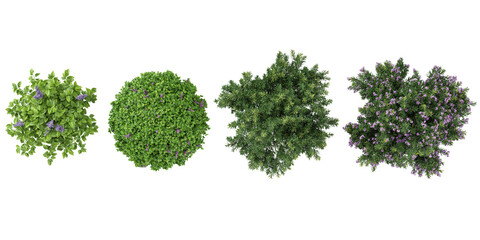 3d illustration of Wisteria,Nerium oleander pink plants on transparent background from top view