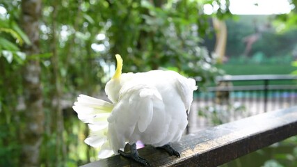 White Cockatoo Grooming Itself at a Tropical Location in Daytime Surrounded by Lush Greenery