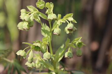 Obraz premium Helleborus foetidus. Stinking hellebore blossom in springtime.