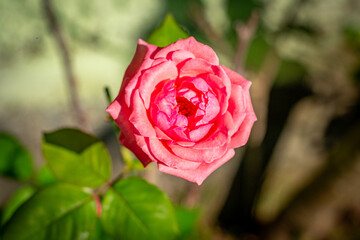 rosa aberta cor de rosa