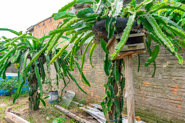 pitaia ou frutas-do-dragão