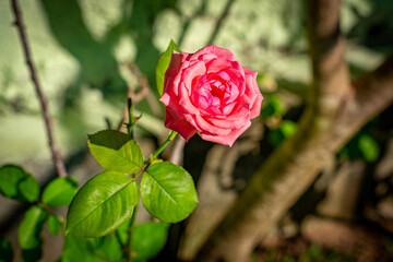 rosa aberta cor de rosa
