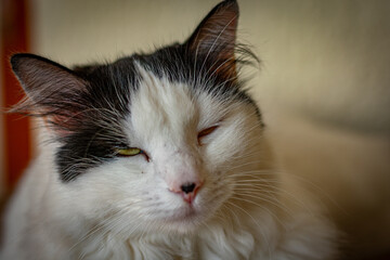 gato sonolento