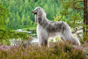 Afghan hound stands on a precipice against the background of a forest