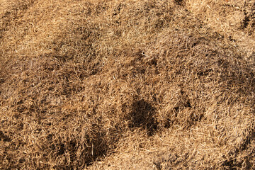 A large, dry pile of grass is situated outdoors, basking in bright sunlight. This material is ideal for improving soil health and conserving moisture in gardens during warmer months