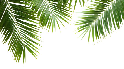 Obraz premium PNG Palm leaves frame green leaf background.