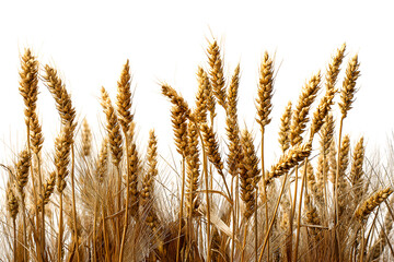 Fototapeta premium Golden Wheat Stalks Abundant Harvest Nature's Bounty