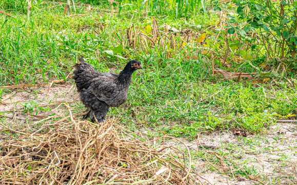 galinha preta no quintal