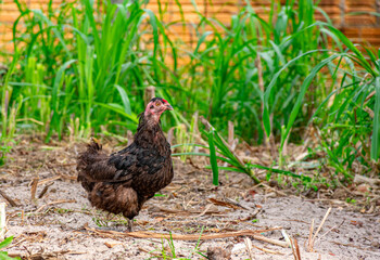 galinha no quintal