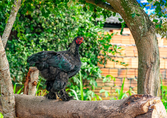 galinha, galo preto encima do tronco de árvore