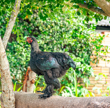 galo preto encima de um tronco de &aacute;rvore
