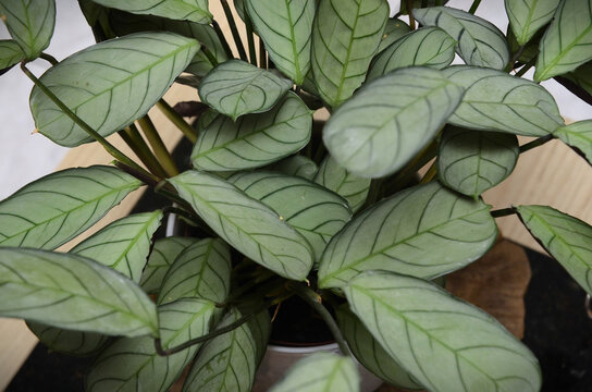 A bela folhagem da maranta (ctenanthe burle-marxii amagris) decorando o ambiente