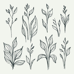 Naklejka premium Set of outline herbs, Meadow leaves, doodle floral. Hand drawn wild flowers Botanical drawing. Detailed line art twigs illustration. Simple Stylized wildflowers Black and White