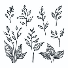 Set of outline herbs, Meadow leaves, doodle floral. Hand drawn wild flowers Botanical drawing. Detailed line art twigs illustration. Simple Stylized wildflowers Black and White