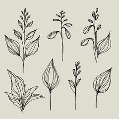 Set of outline herbs, Meadow leaves, doodle floral. Hand drawn wild flowers Botanical drawing. Detailed line art twigs illustration. Simple Stylized wildflowers Black and White