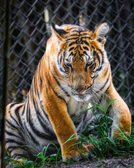 Naklejka premium A young tiger is sitting in a grassy area with its head down