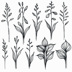 Set of outline herbs, Meadow leaves, doodle floral. Hand drawn wild flowers Botanical drawing. Detailed line art twigs illustration. Simple Stylized wildflowers Black and White