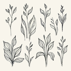 Fototapeta premium Set of outline herbs, Meadow leaves, doodle floral. Hand drawn wild flowers Botanical drawing. Detailed line art twigs illustration. Simple Stylized wildflowers Black and White