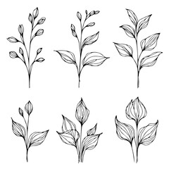 Set of outline herbs, Meadow leaves, doodle floral. Hand drawn wild flowers Botanical drawing. Detailed line art twigs illustration. Simple Stylized wildflowers Black and White