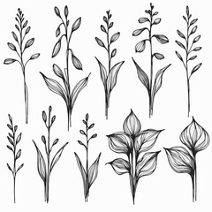 Fototapeta premium Set of outline herbs, Meadow leaves, doodle floral. Hand drawn wild flowers Botanical drawing. Detailed line art twigs illustration. Simple Stylized wildflowers Black and White