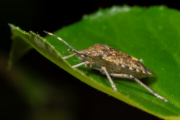 Pentatome nébuleuse Rhaphigaster nebulosa en intérieur durant l'hiver, insecte envahissant posé sur surface domestique, macro photographie de l’hémiptère
