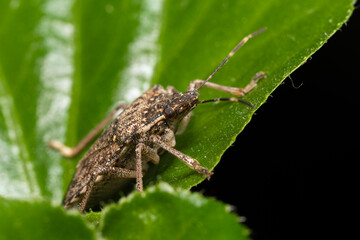 Punaise diabolique Halyomorpha halys sur une feuille de plante d’intérieur, insecte asiatique invasif en macro, photographie en environnement domestique