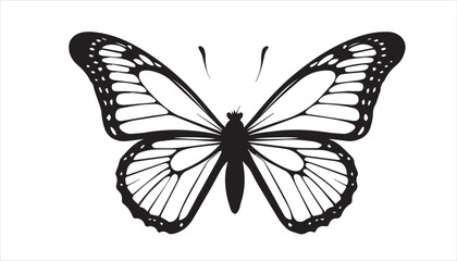 A black and white butterfly insect with beautiful wings