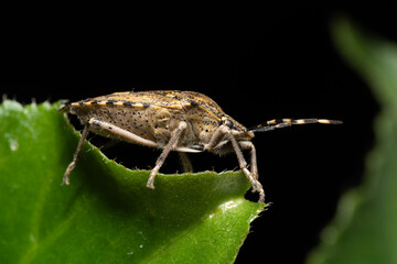 Pentatome nébuleuse Rhaphigaster nebulosa en intérieur durant l'hiver, insecte envahissant posé sur surface domestique, macro photographie de l’hémiptère
