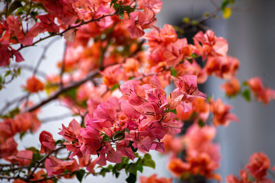 Vibrant pink and orange bougainvillea flowers blooming on a branch, tropical beauty.