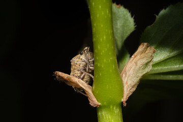 Pentatome nébuleuse Rhaphigaster nebulosa en intérieur durant l'hiver, insecte envahissant posé sur surface domestique, macro photographie de l’hémiptère