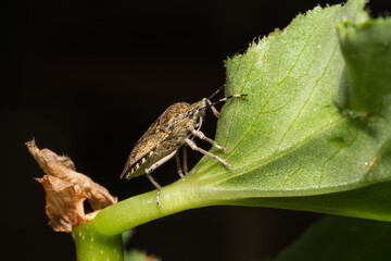 Pentatome nébuleuse Rhaphigaster nebulosa en intérieur durant l'hiver, insecte envahissant posé sur surface domestique, macro photographie de l’hémiptère