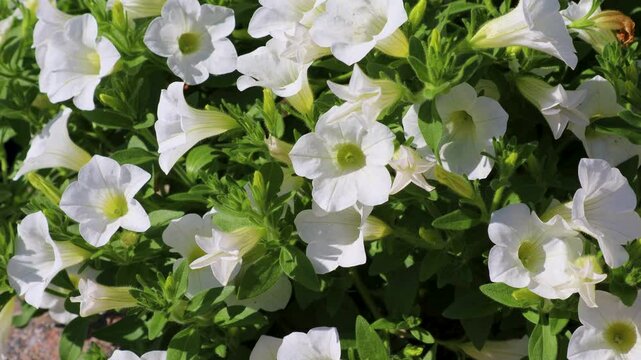 Beautiful white petunias blooming in a garden, creating a stunning natural display