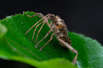 Punaise américaine du pin Leptoglossus occidentalis sur plante d’intérieur en train d’aspirer la sève, insecte invasif photographié en macro