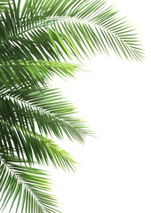 Naklejka premium PNG Tropical leaves frame tropical leaf background.