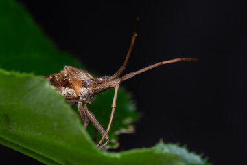 Punaise am&eacute;ricaine du pin Leptoglossus occidentalis sur plante d&rsquo;int&eacute;rieur en train d&rsquo;aspirer la s&egrave;ve, insecte invasif photographi&eacute; en macro